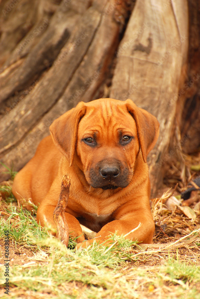 Rhodesian Ridgeback dog puppy