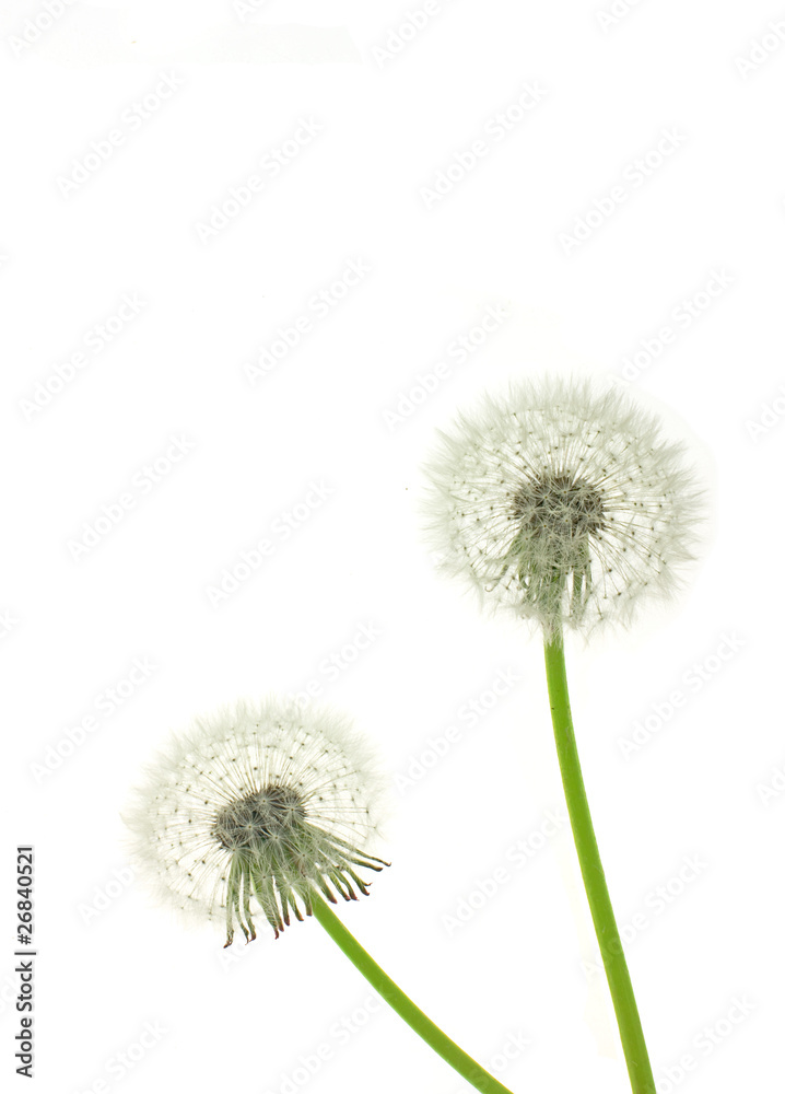 old dandelion isolated on white background