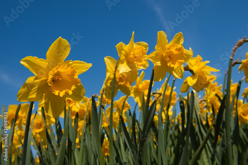 Daffodils