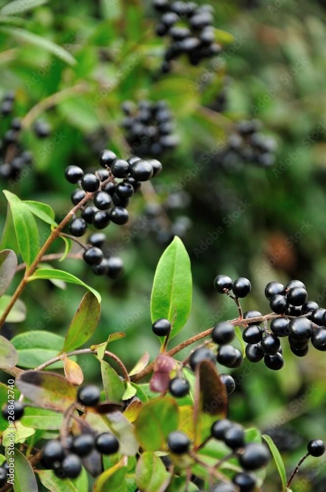 schwarze Beeren StockFoto Adobe Stock
