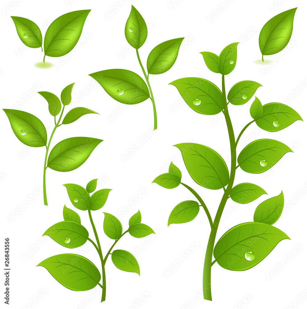 Naklejka premium Collection Of Green Branches