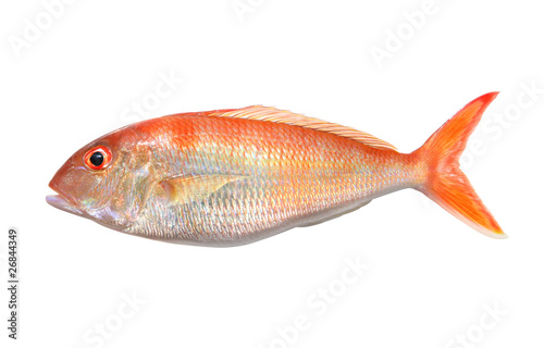 Big Perch isolated over white