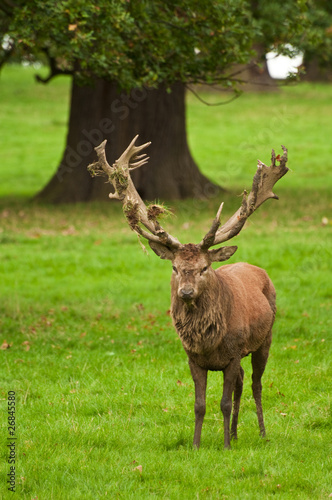 Old Head of the Herd
