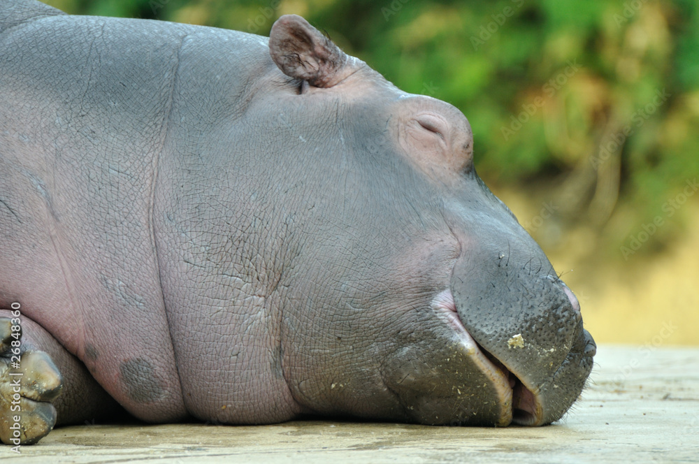 Hippo Baby Portrait