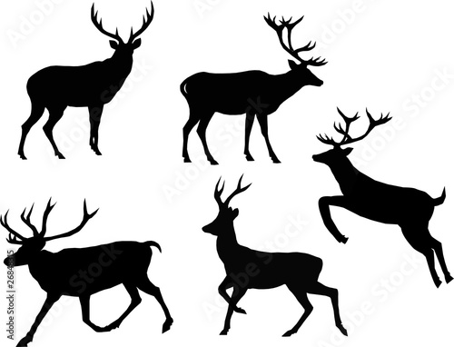 Silhouette of a deers