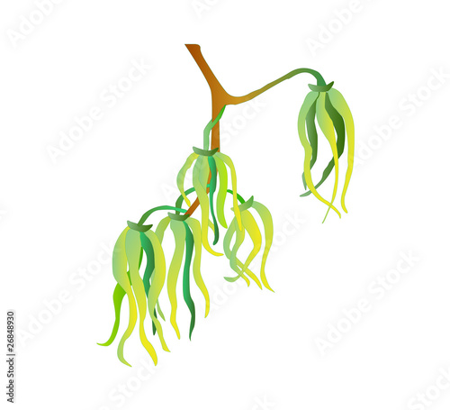 ylang-ylang