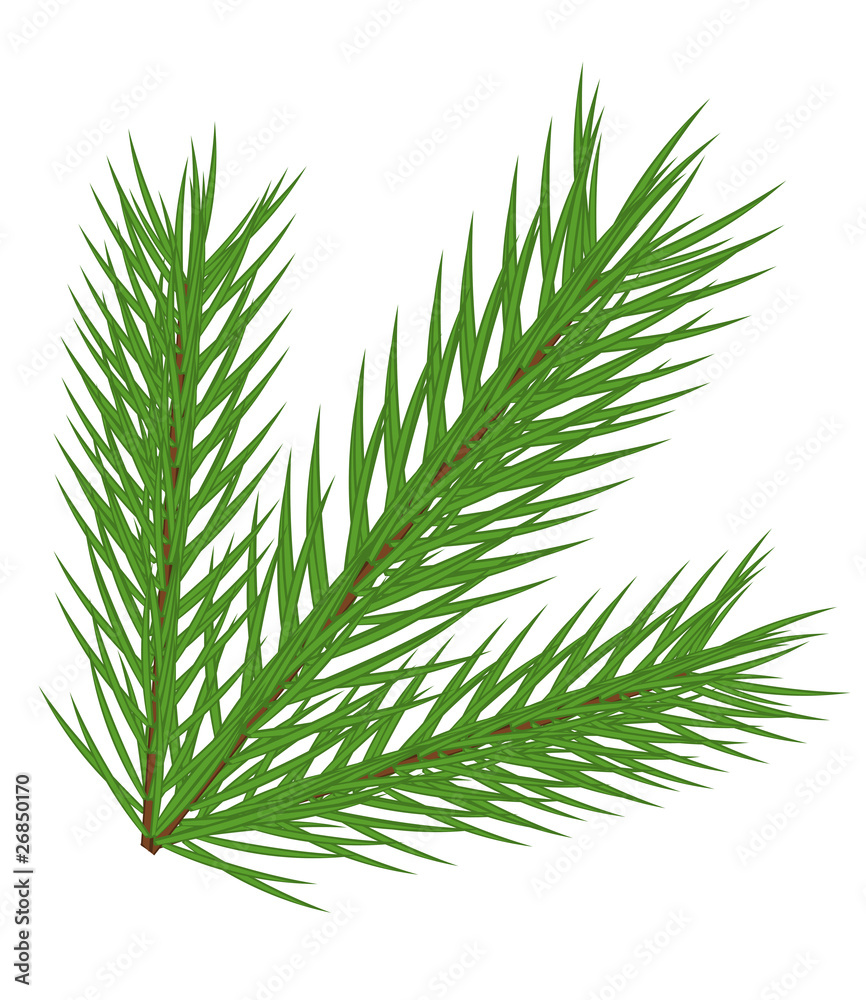 Fir branch Fir branch