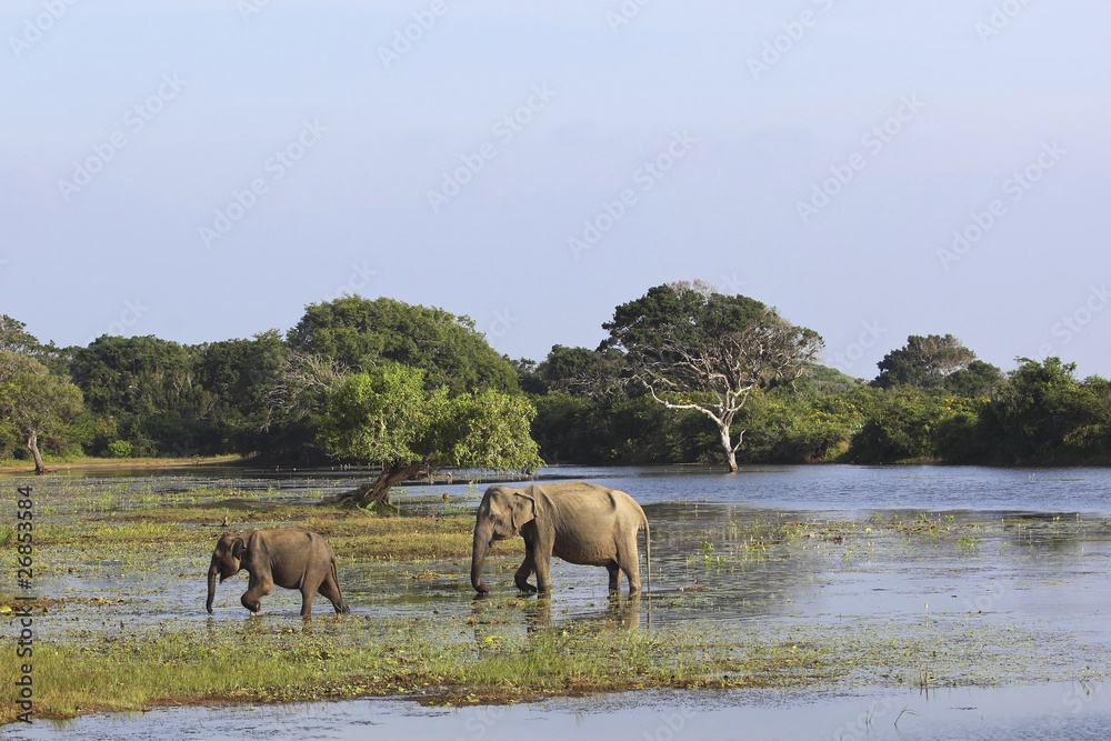 Naklejka premium mother and baby elephant