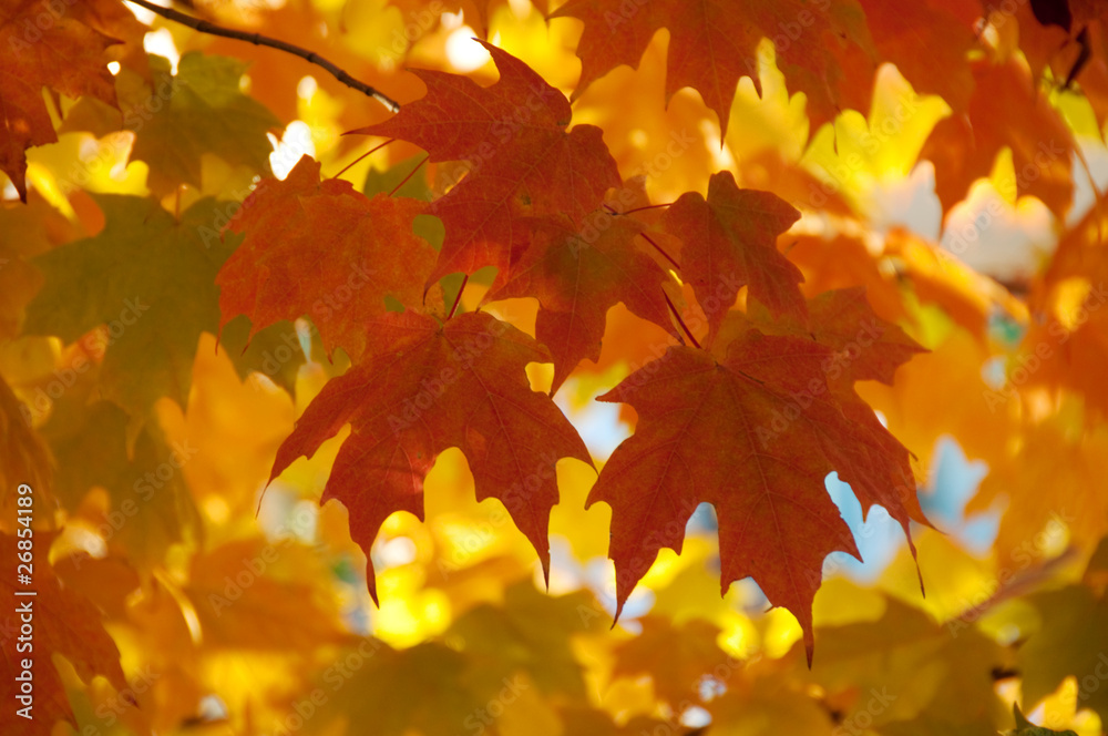 Obraz premium Autumn Color Display in Turning Leaves