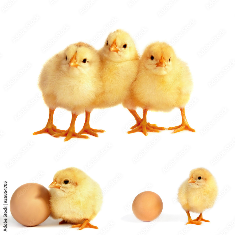 Naklejka premium Chicks isolated on white, collage