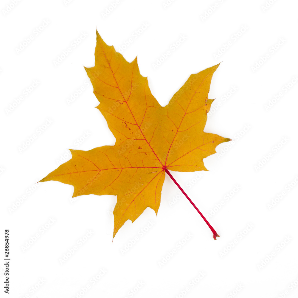 Yellow maple leaf on a white background