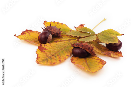 Chestnuts with shell on the yellow leaves on white background