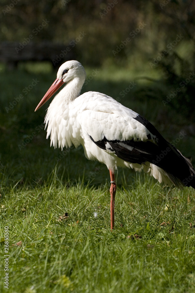 Weißstorch, Weißstorch,