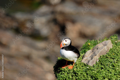 Puffin