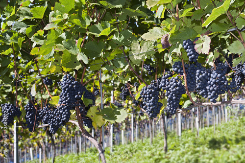 Weinanbau photo