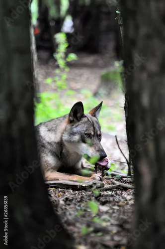 Fototapeta samoprzylepna Wilk szary