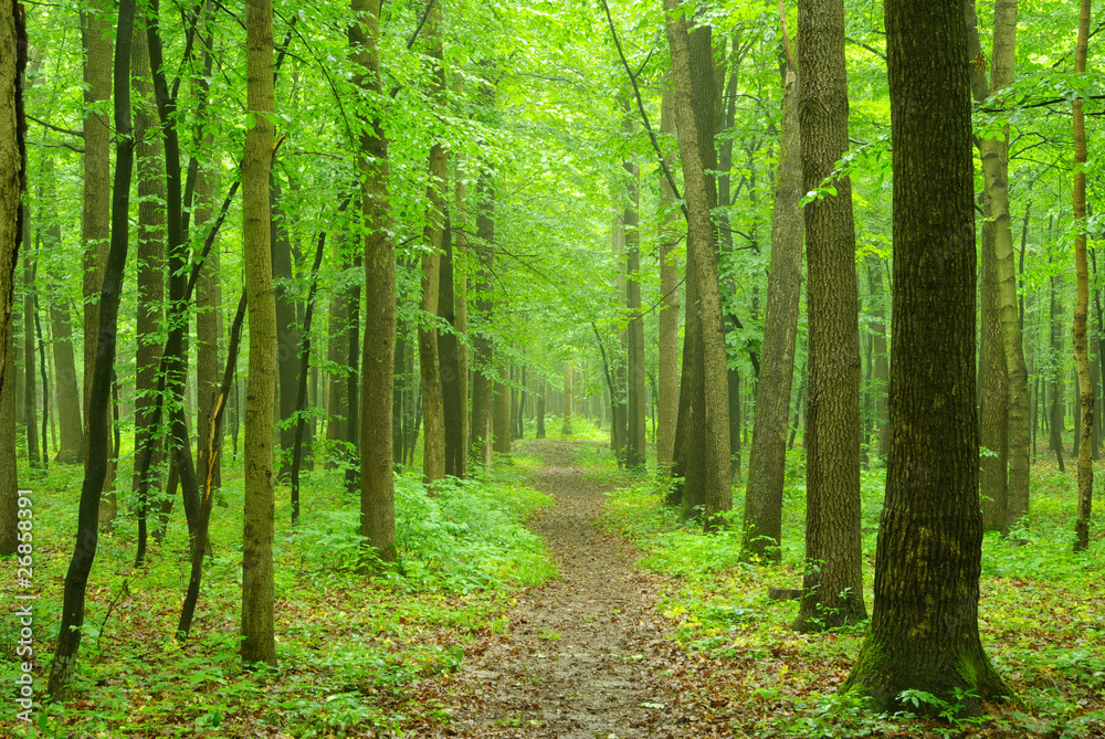 forest forest