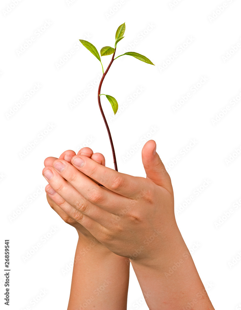 avocado tree seedling in hands as a gift of agriculture avocado tree seedling in hands as a gift of agriculture