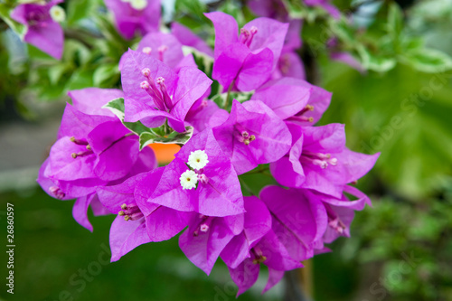 Bali.Indonesia.A branch of a blossoming Bougainvillea flowers