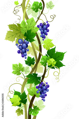 Vineyard