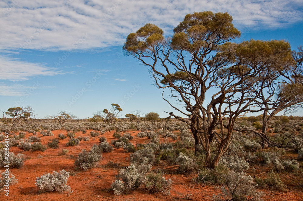 the australian landscape, south australia - obrazy, fototapety, plakaty 