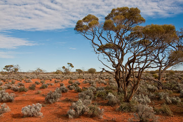 Fotobehang Australië Uitgestrekt landschap Zuid-Australië  © Enrico Della Pietra
