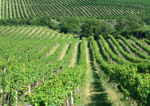 fresh green vineyard in central europe