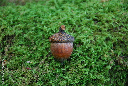 acorn