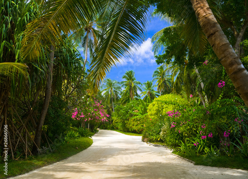 Pathway in tropical park