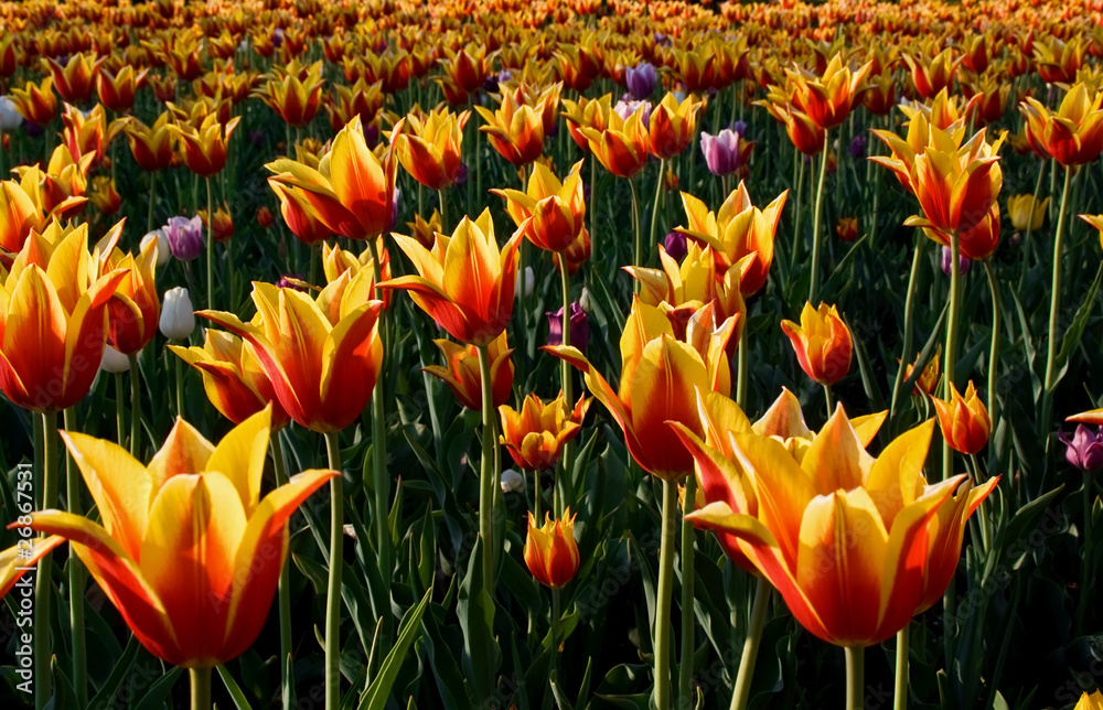 Obraz premium Bright yellow-red tulips in park