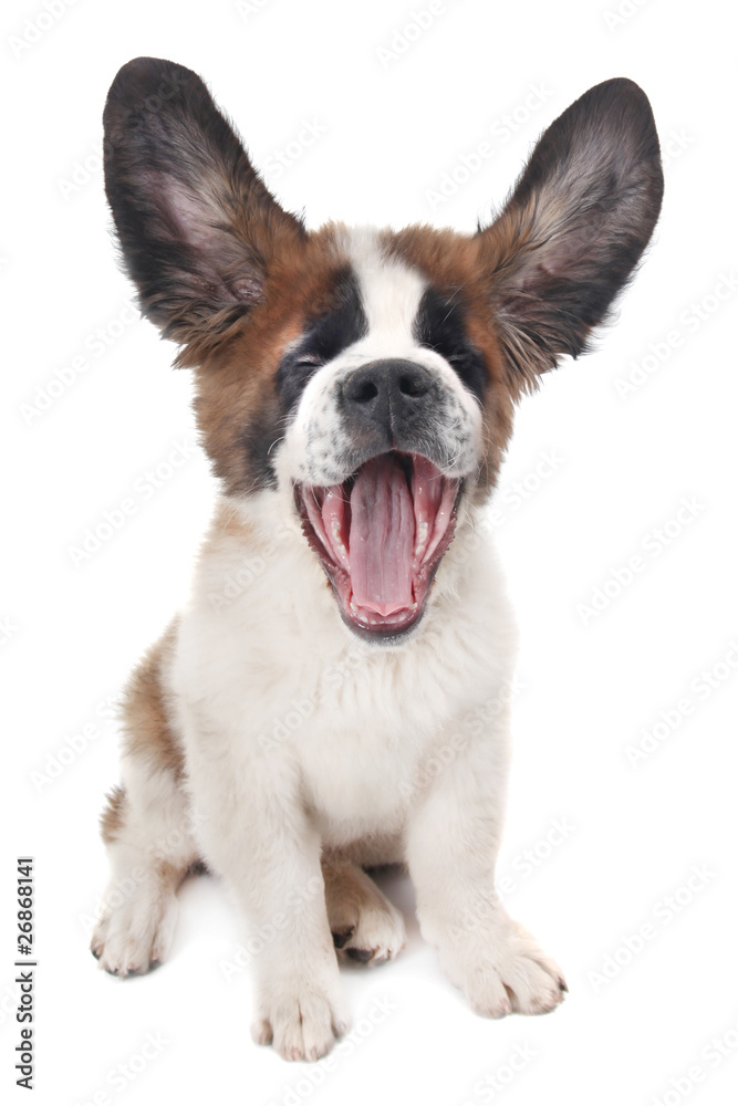 Pupy Saint Bernard With Ears up and Mouth Open Pupy Saint Bernard With Ears up and Mouth Open