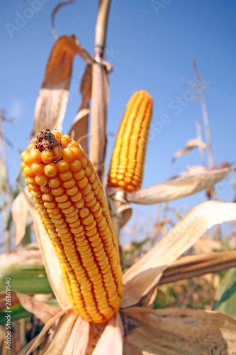 Corn at field