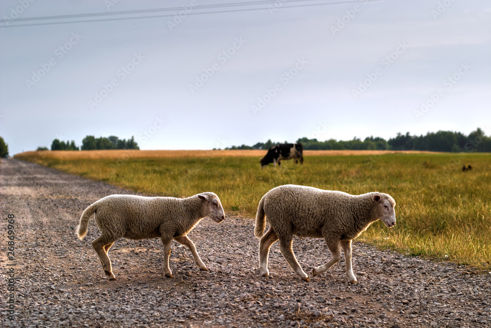 Obraz premium sheep