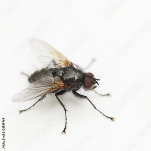 fliege © rupbilder