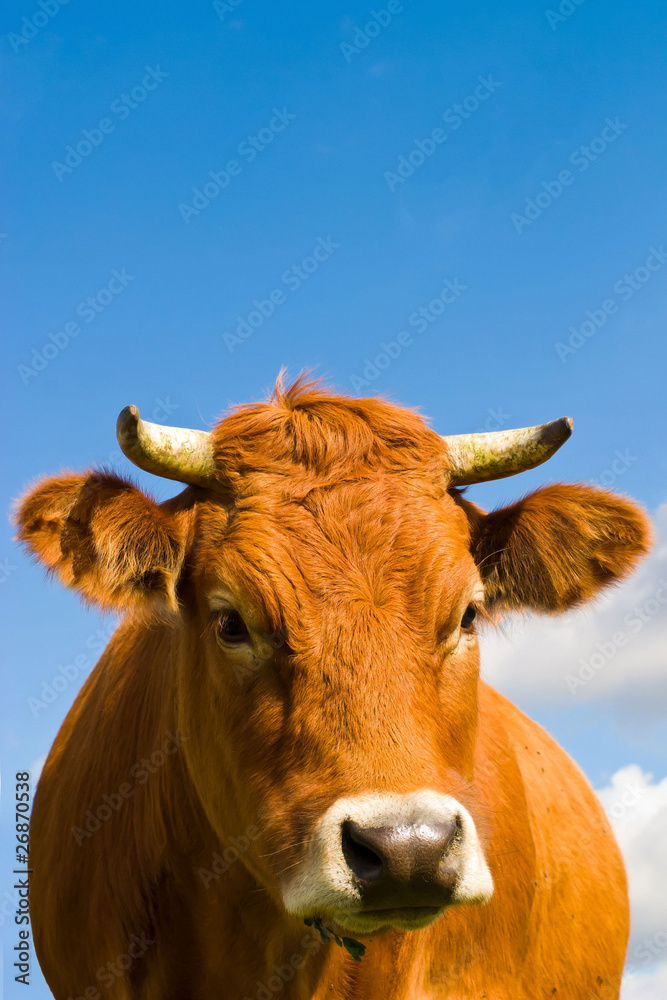 cow cow