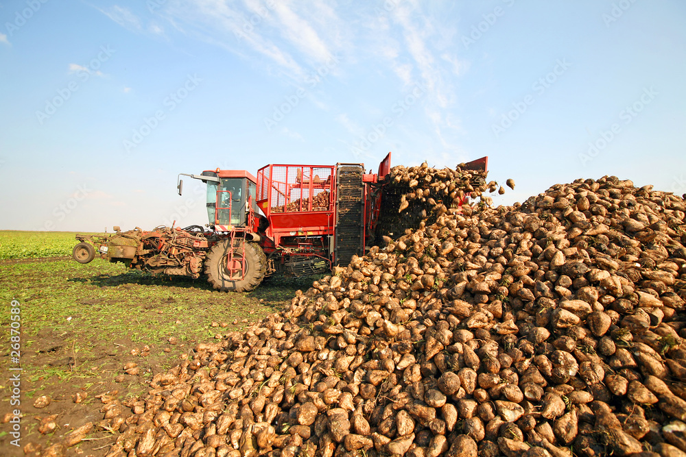 Obraz premium Sugar beet