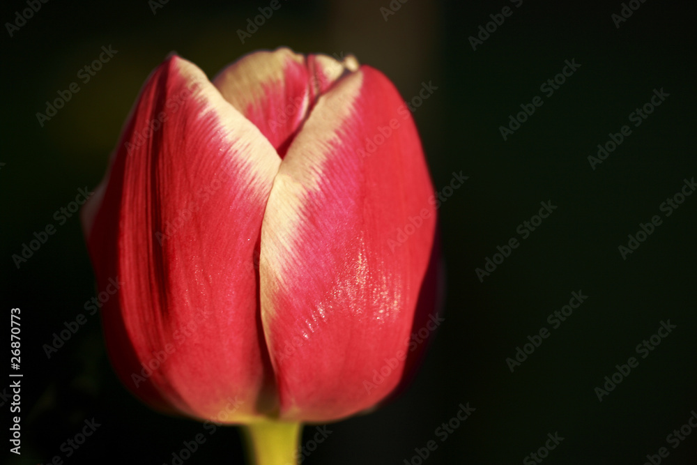 Tulpe Tulpe