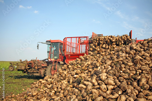 Sugar beet