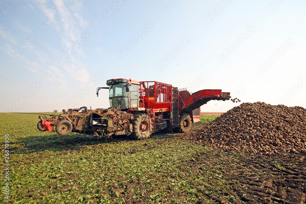 Obraz premium Sugar beet