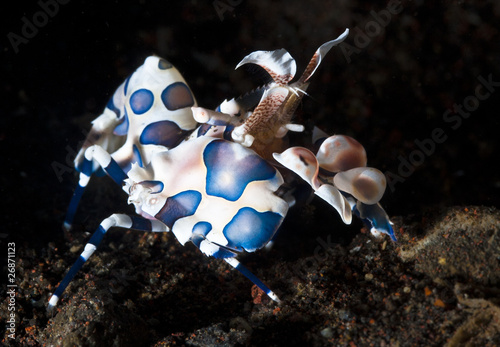 Harlequin Shrimp on black background photo