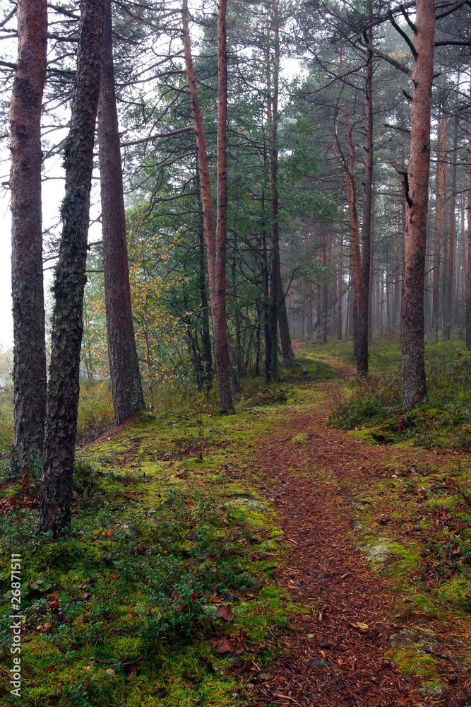 Fototapeta premium Walking path