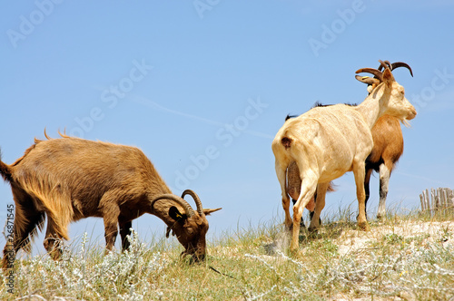 Troupeau de chèvres en Corse photo