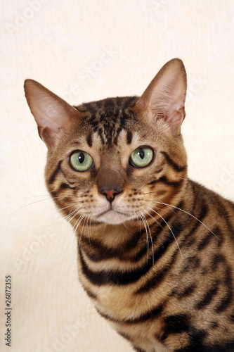 head of bengal cat