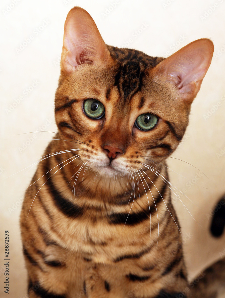 Obraz premium portrait de chat de face - bengal