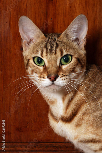 portrait d'un beau chat aux yeux verts © CALLALLOO CANDCY