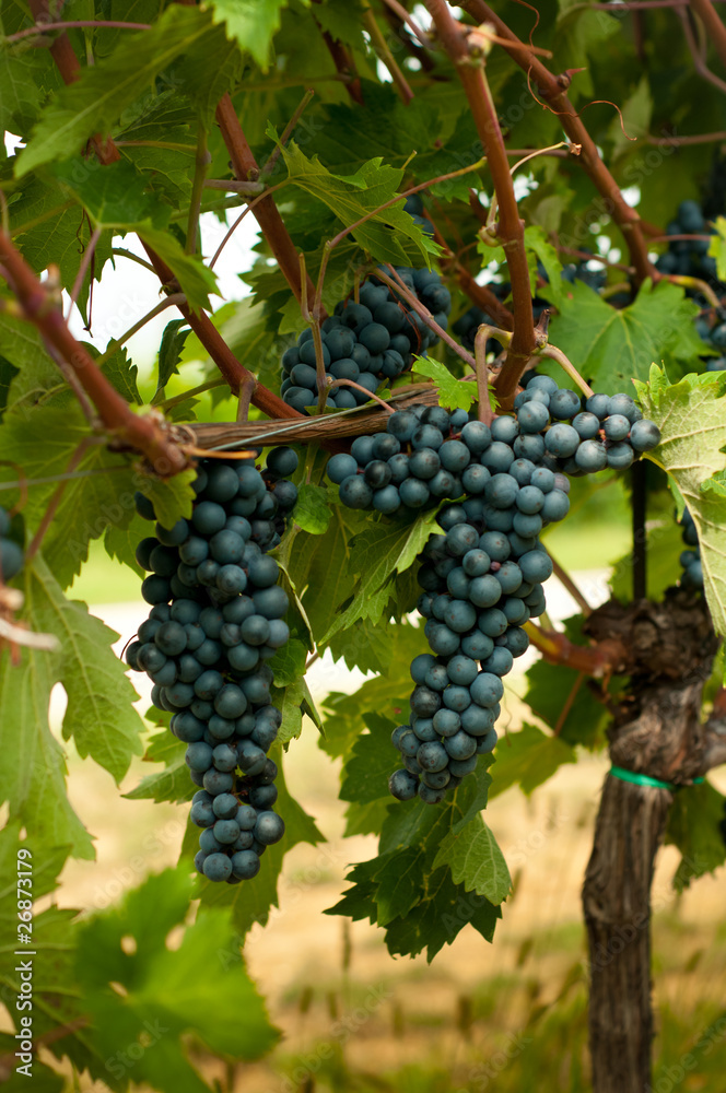 Blue grapes