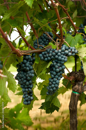 Blue grapes