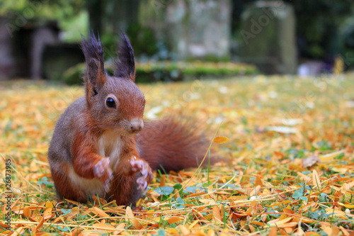 eichhörnchen
