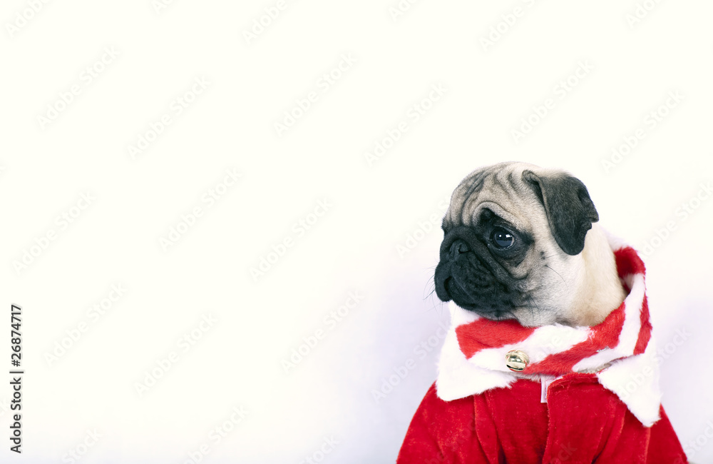 Pug puppy as Santa  on white background