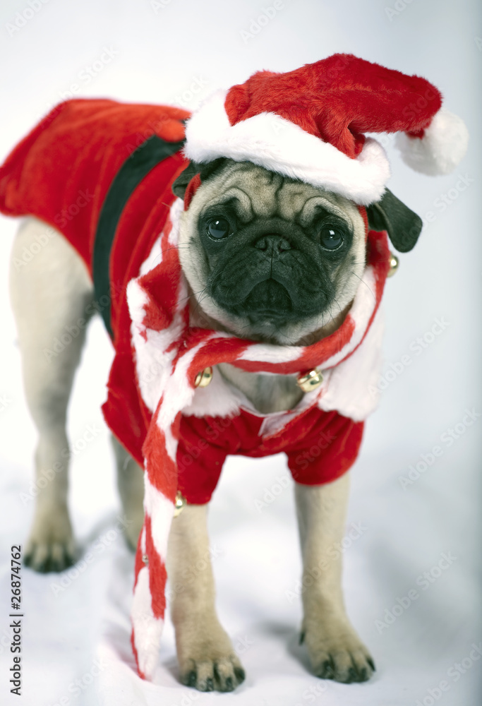 Puppy dressed like Santa Klaus Puppy dressed like Santa Klaus